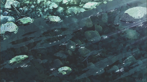 Água cristalina com pedras submersas e luz refletindo na superfície.